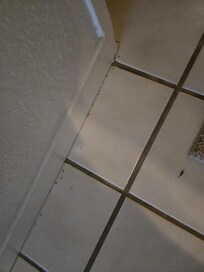 Zoom in to see the tiny ants in these photos