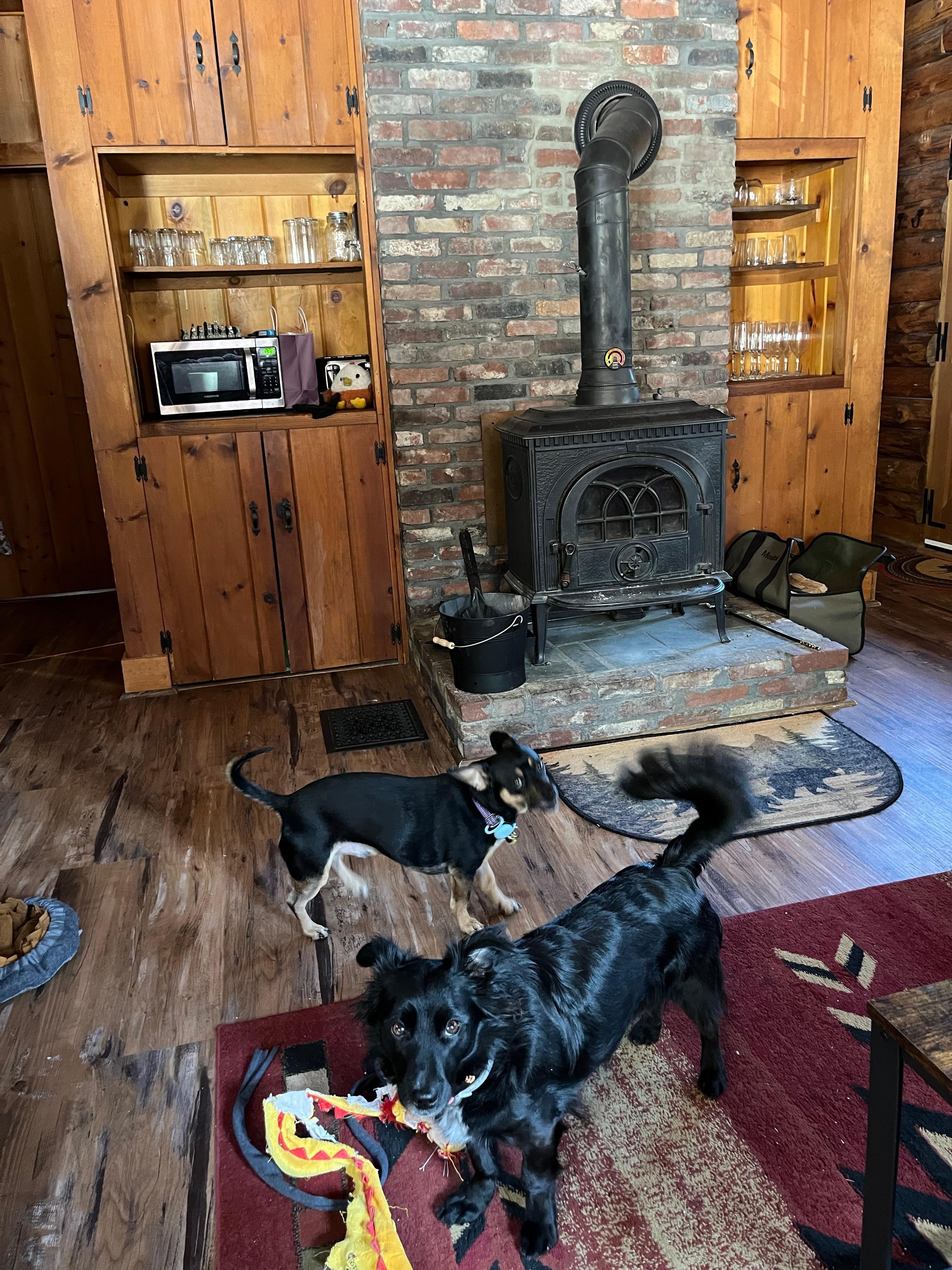 My two pups enjoying their vacation.