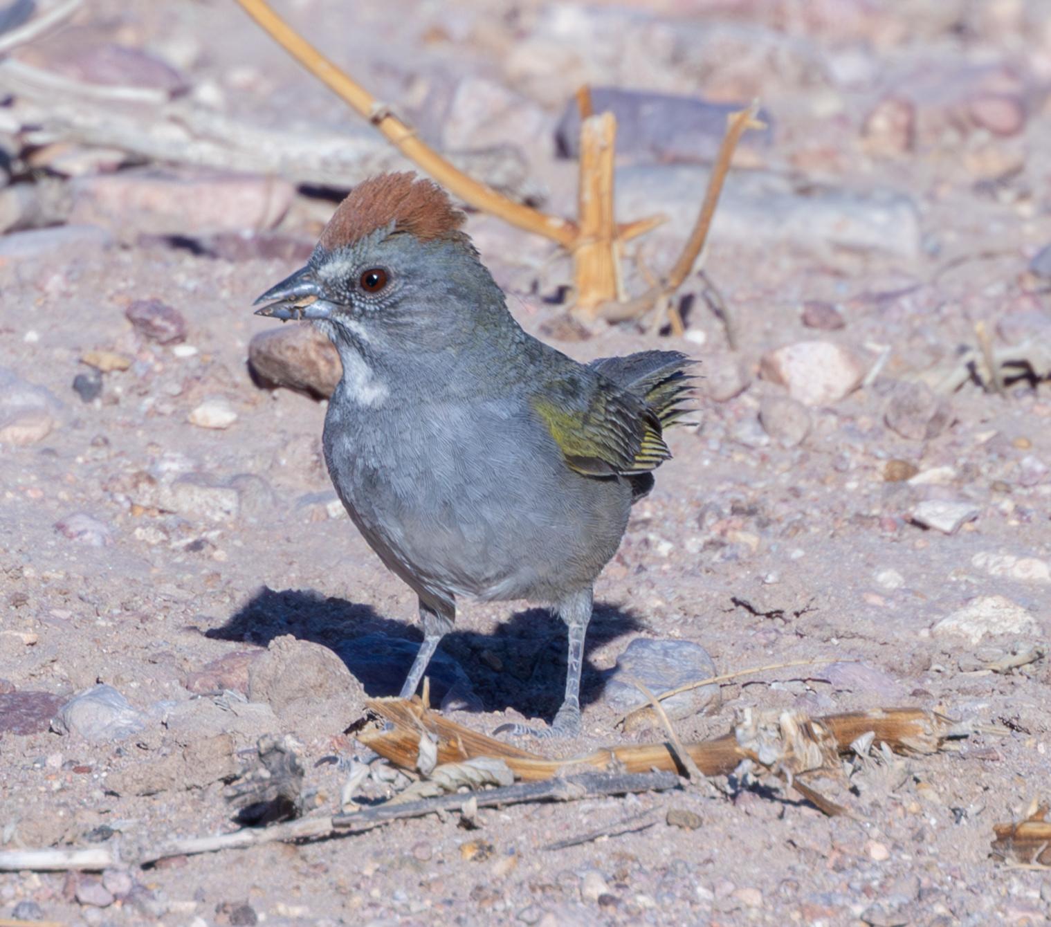 Green-tailed Towhee