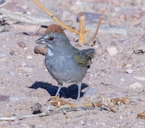 Green-tailed Towhee