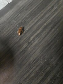 Cockroach on the run