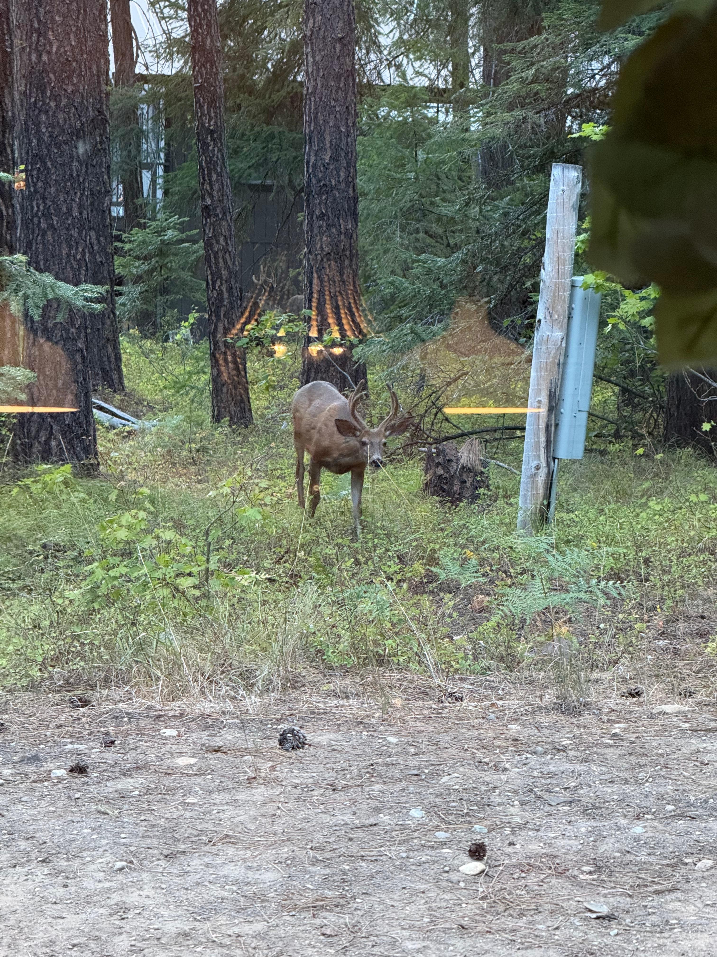 Visitors out the kitchen window during our stay.