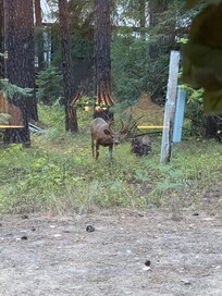 Visitors out the kitchen window during our stay.