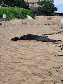 Monk seal sunbathing on beach adjacent to Papakea
