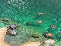 Turtles were such a pleasure to see every time we walked to the beach!