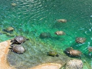 Turtles were such a pleasure to see every time we walked to the beach!