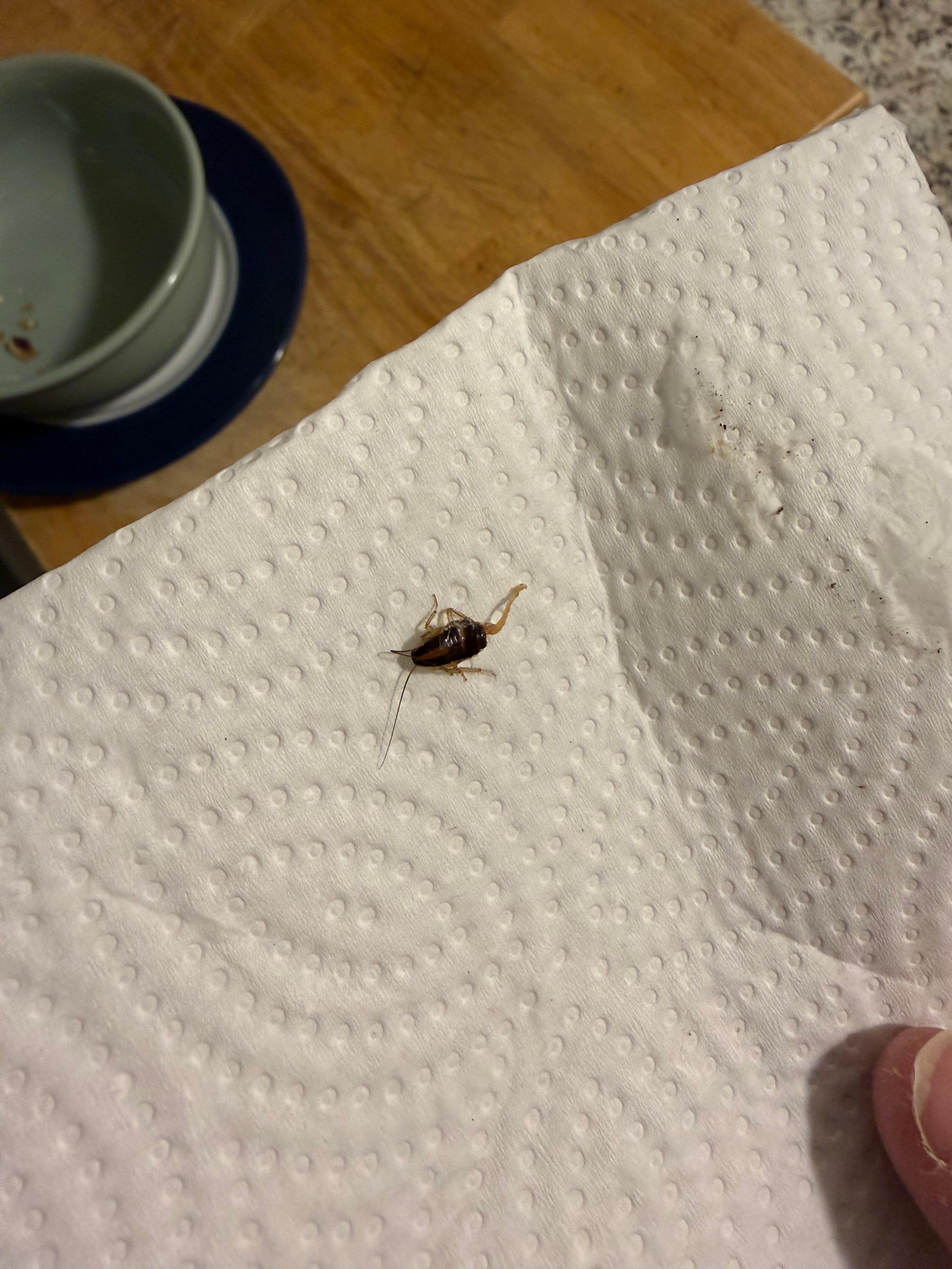 Killed about 20-30 of these during the stay