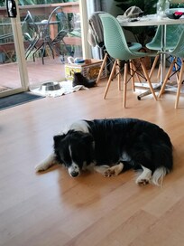 Rexy relaxing