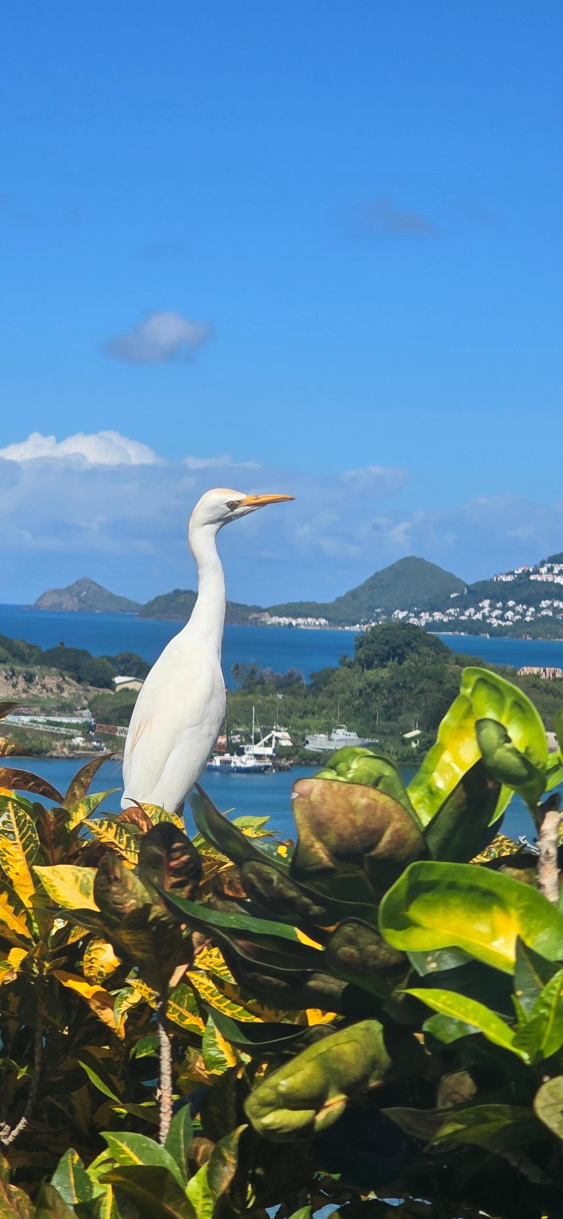 Taken on the grounds of Bayside Villa's property