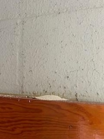 Termites in storage closet