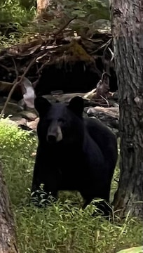The bear that came to visit
