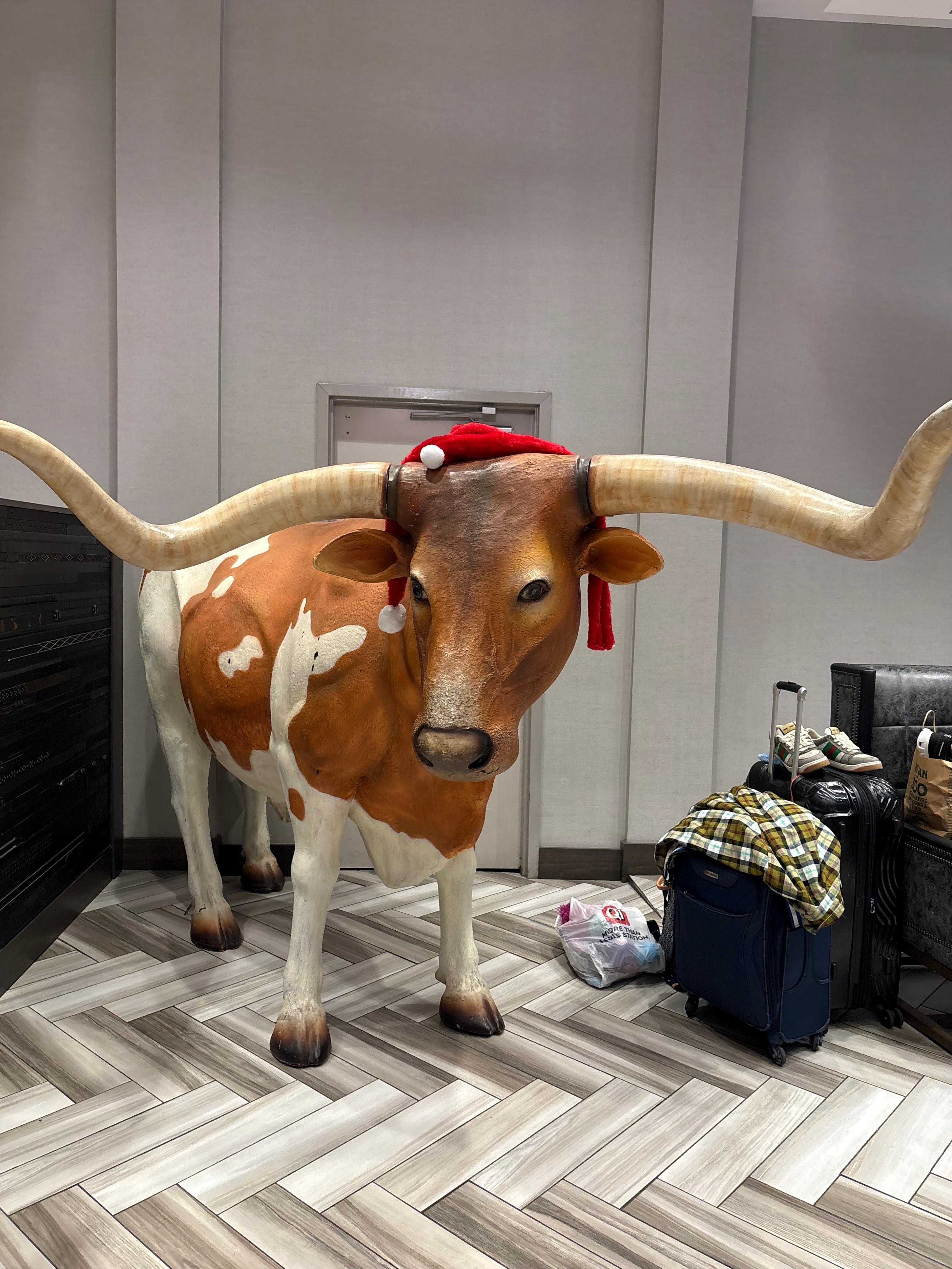 Texas Longhorn
