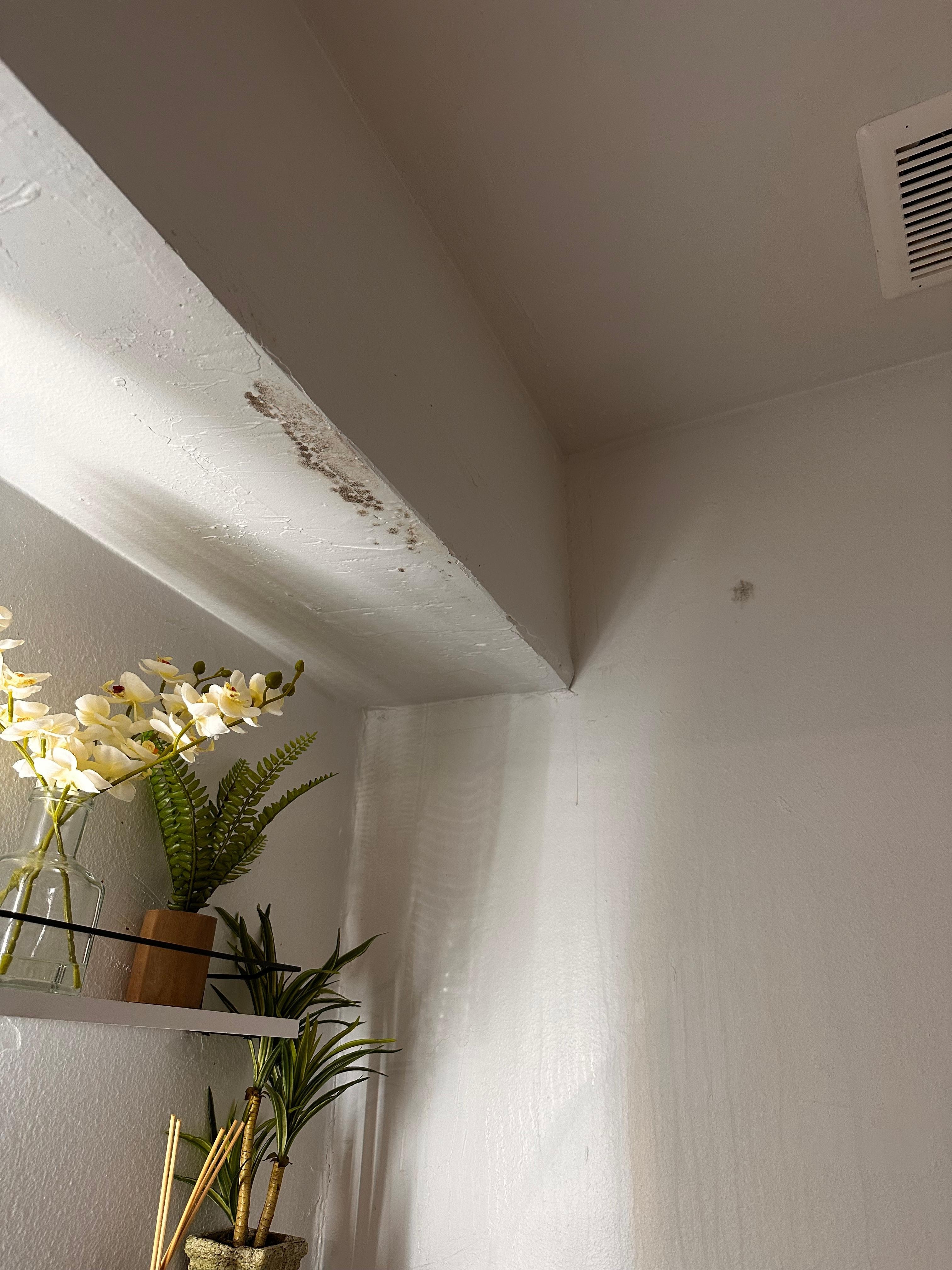 Mold on ceiling in half bath