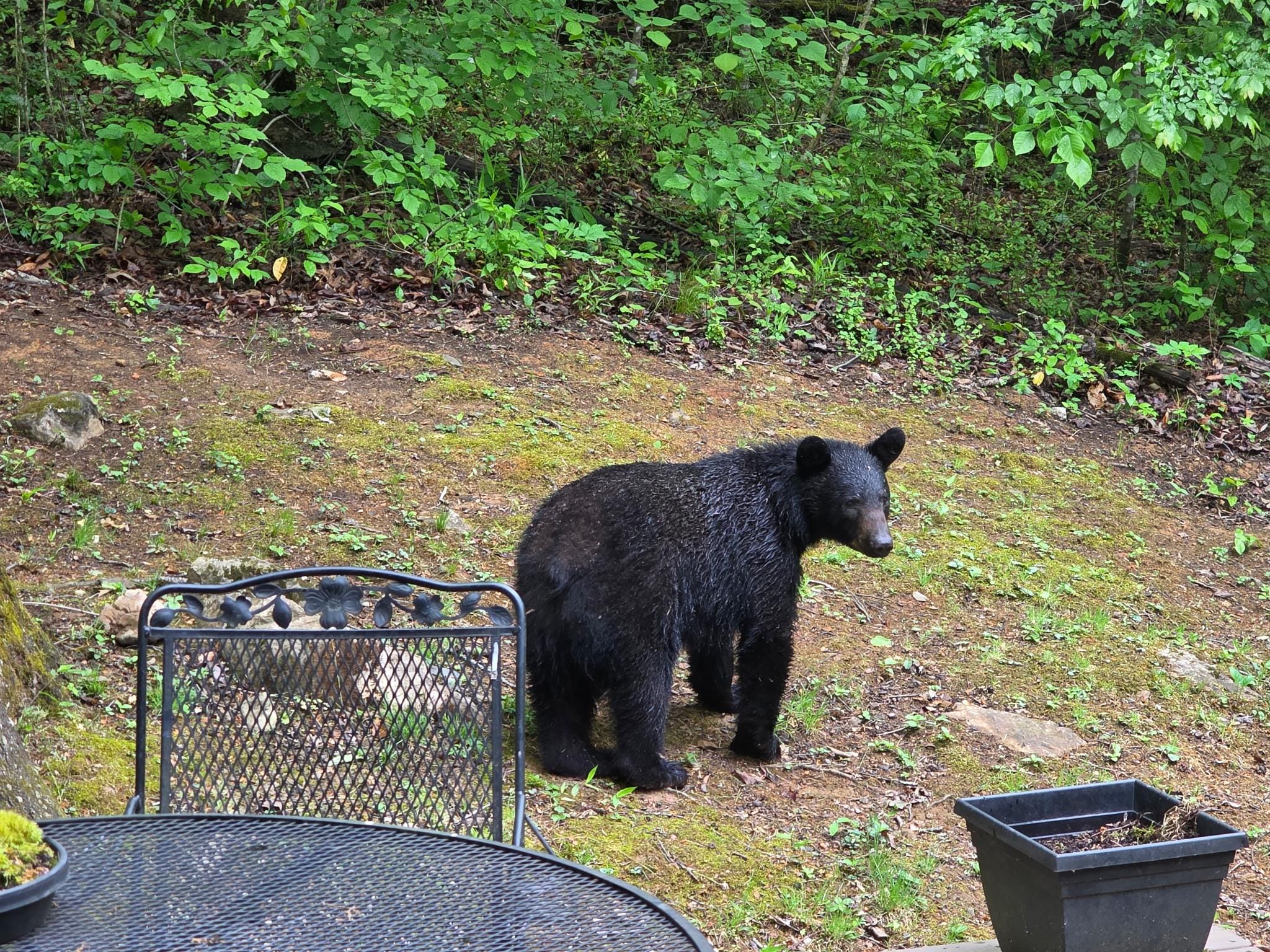 Early morning visitor