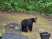 Early morning visitor