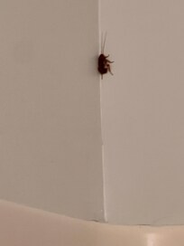 Bathroom - close up midsize roach