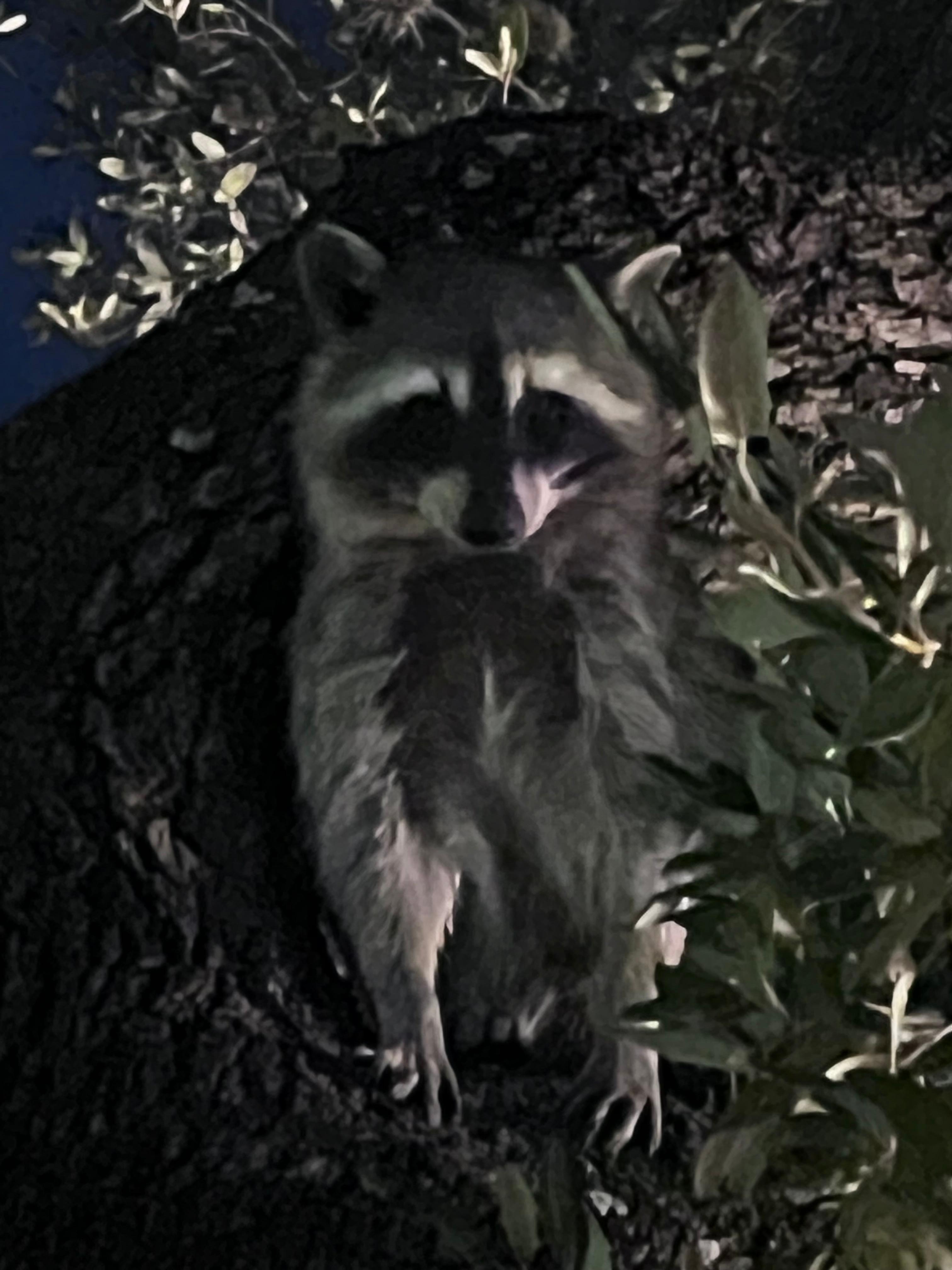 The friendly raccoon who made sure we made it in for the night