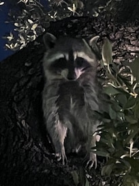 The friendly raccoon who made sure we made it in for the night