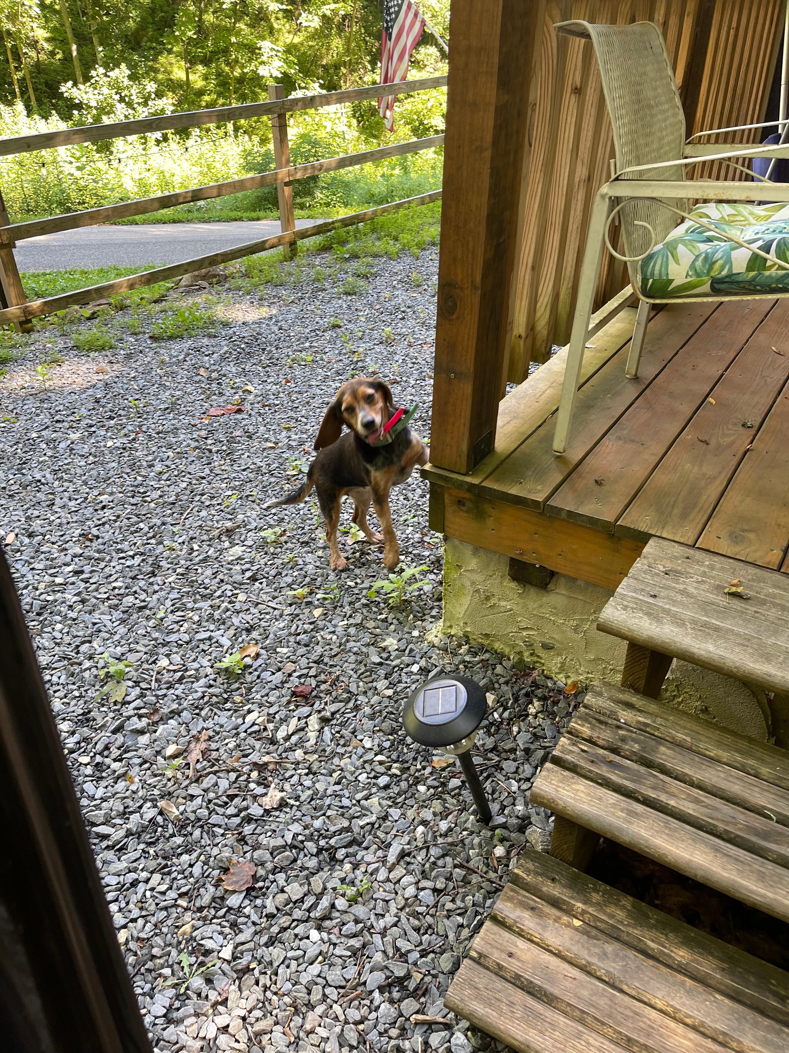 This little pup showed up as we were leaving. So sweet. 