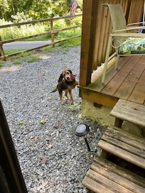 This little pup showed up as we were leaving. So sweet.