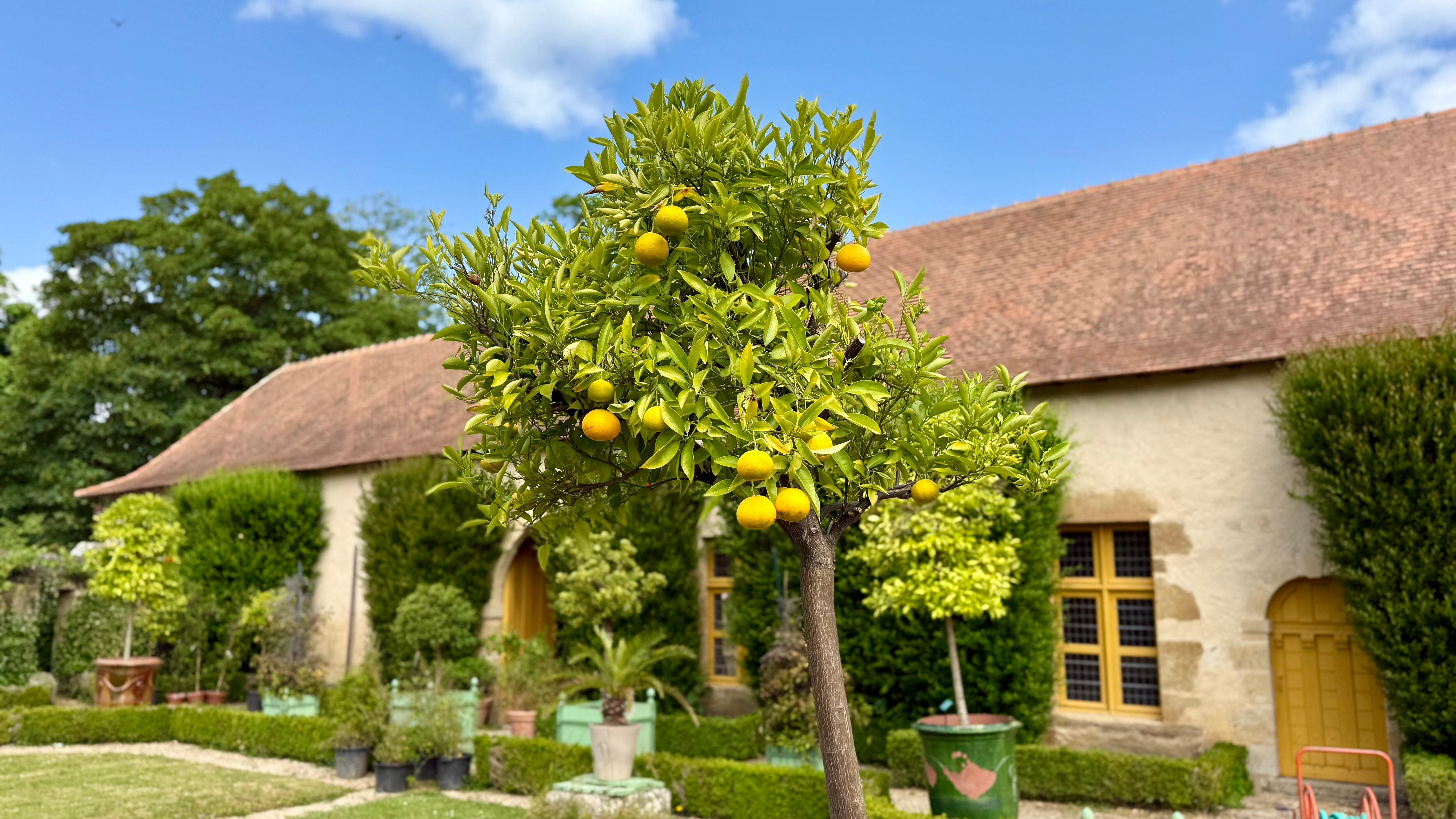 A house to store their orange trees in winter