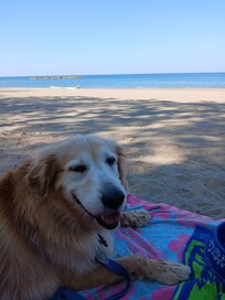 my golden Carrie