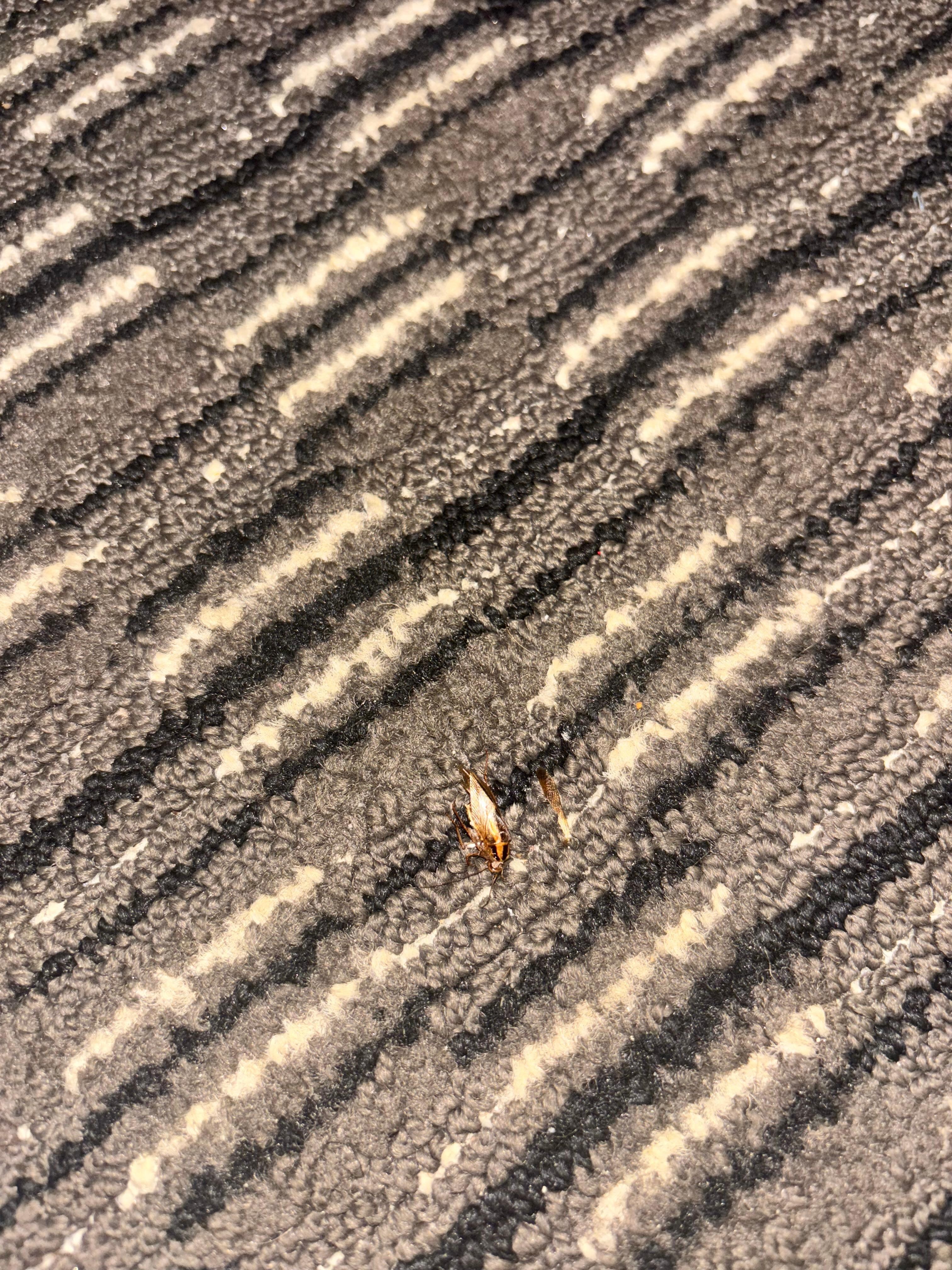 Roach 1