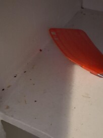 Roaches