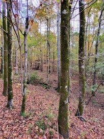 This is where two baby dear sauntered by while I was sitting near the Fire Pit