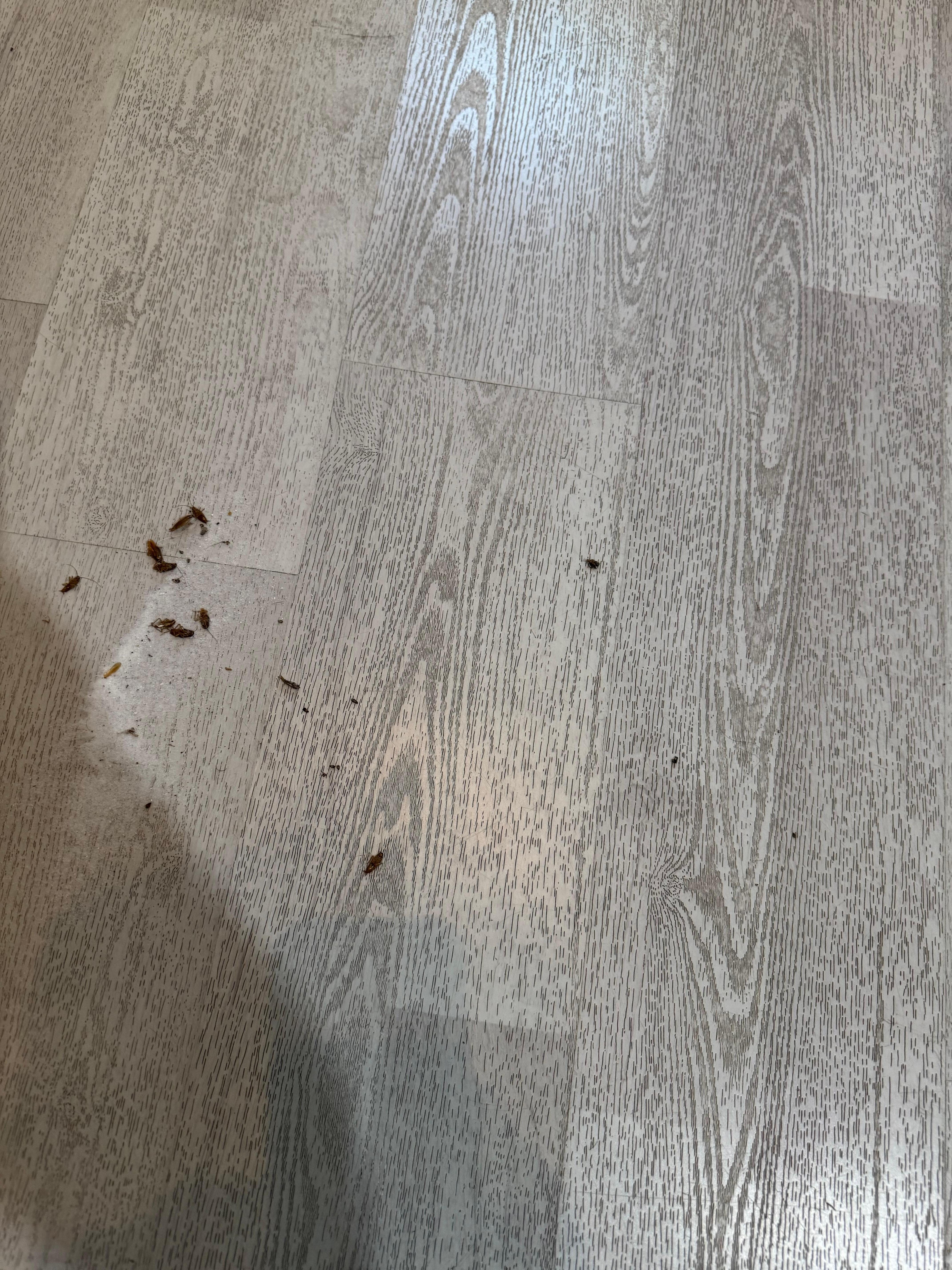 Dead roaches on kitchen floor