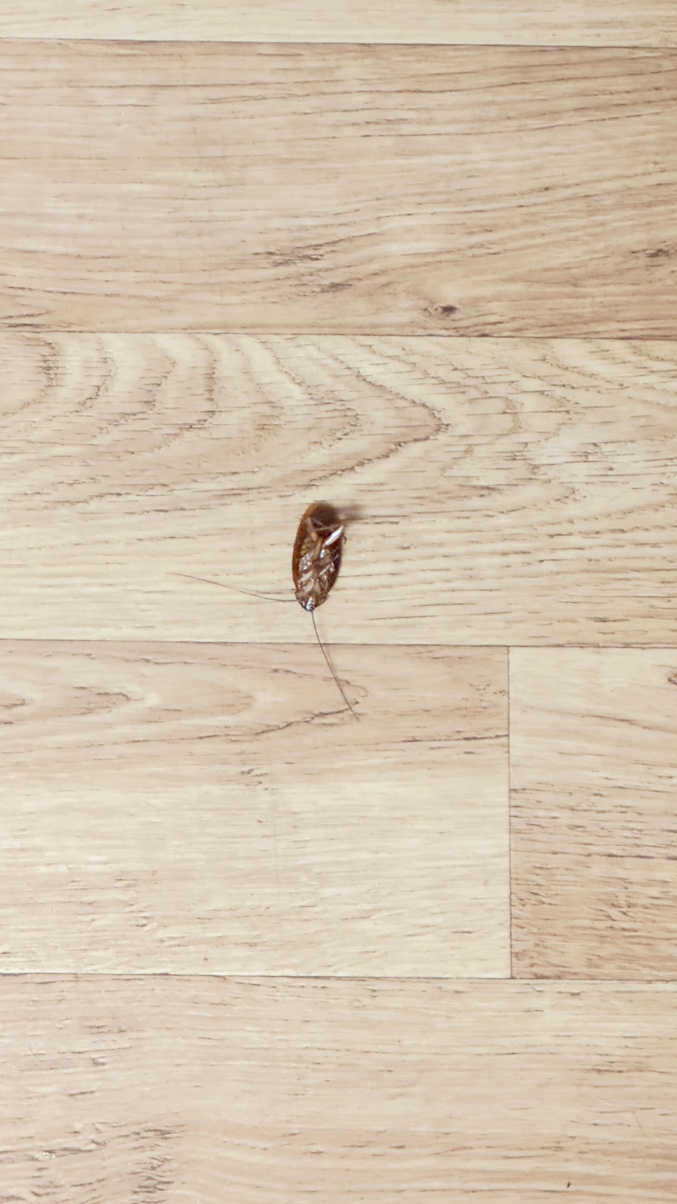 Roaches in kitchen