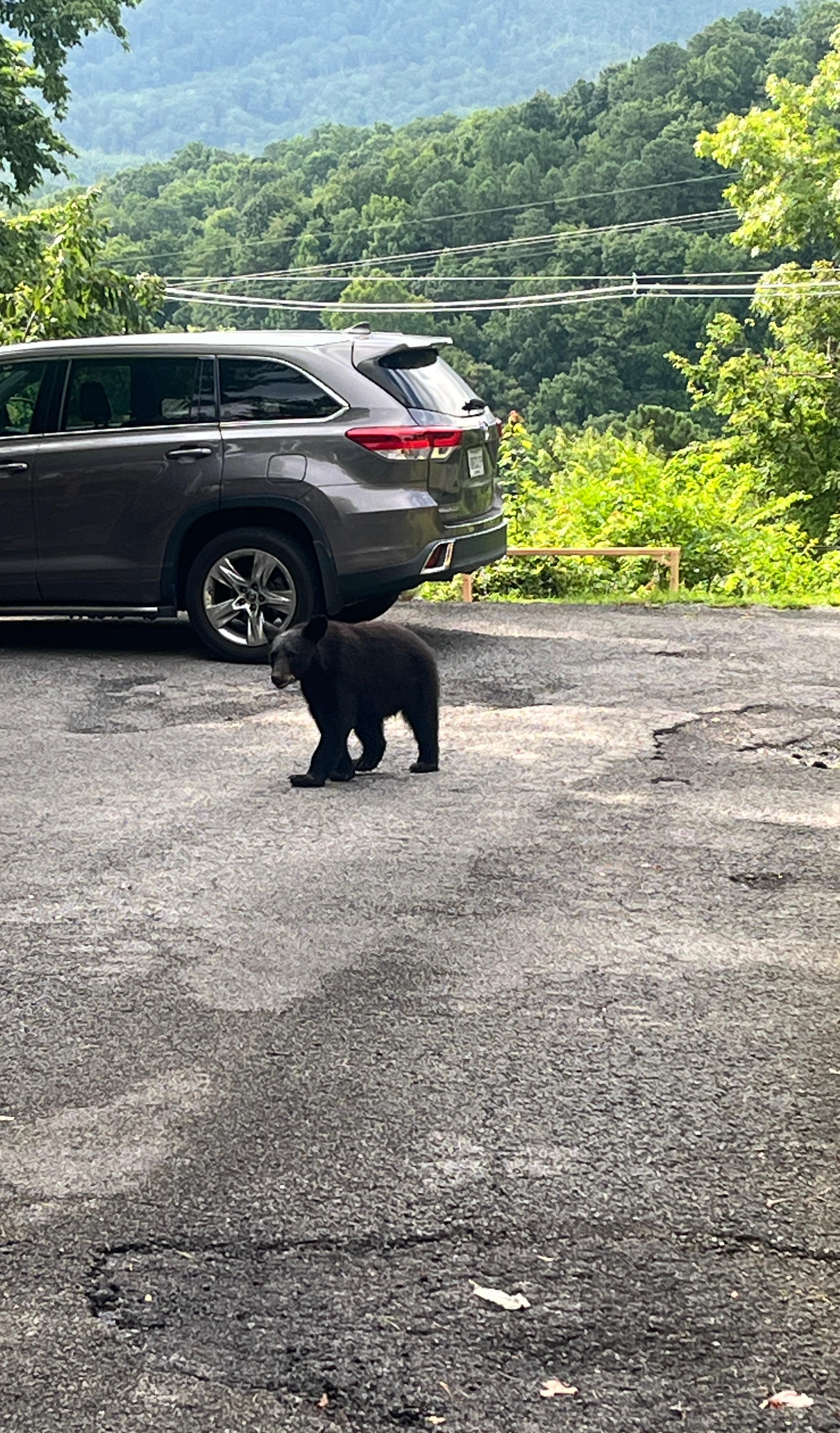 Bear walking up the driveway. 