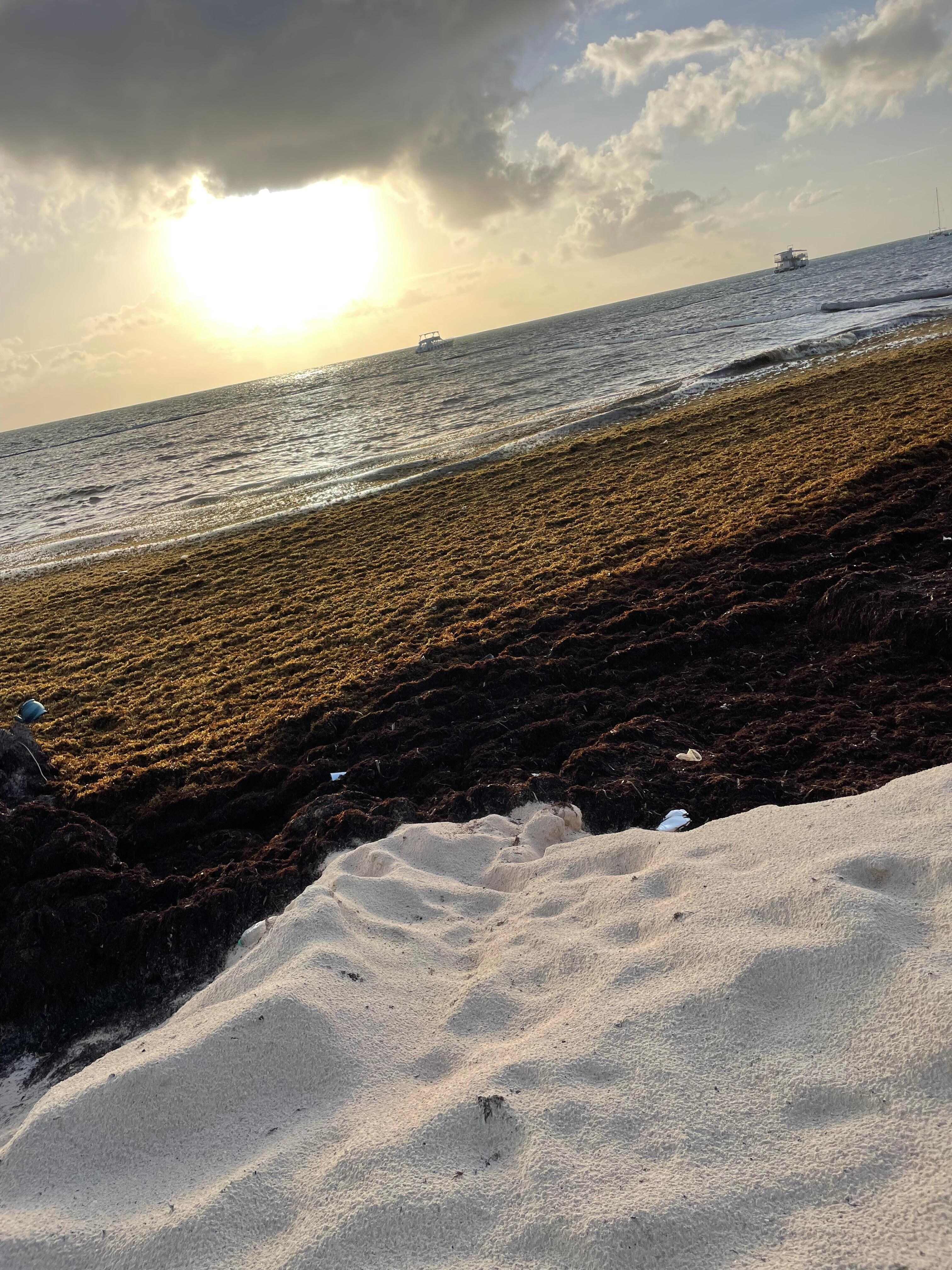 Early morning before they clear some of the seaweed up. 