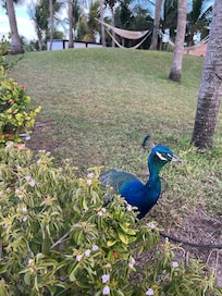 Pavo reales por doquier.