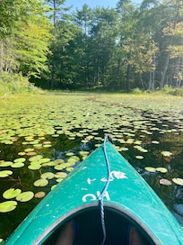 View into one of the pond’s coves. Lots of lilies everywhere!