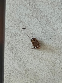 Dead roach
