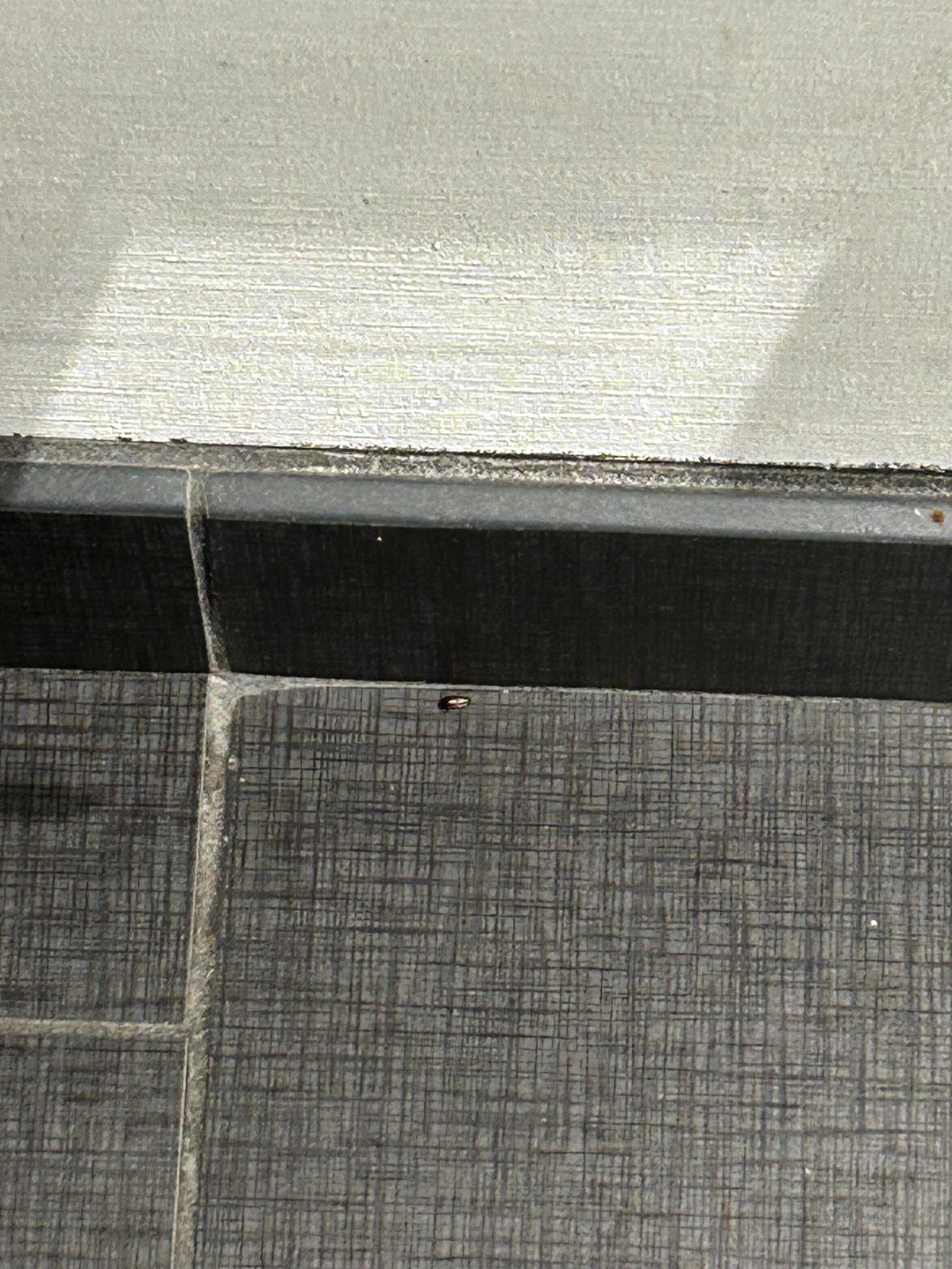 Bug second room