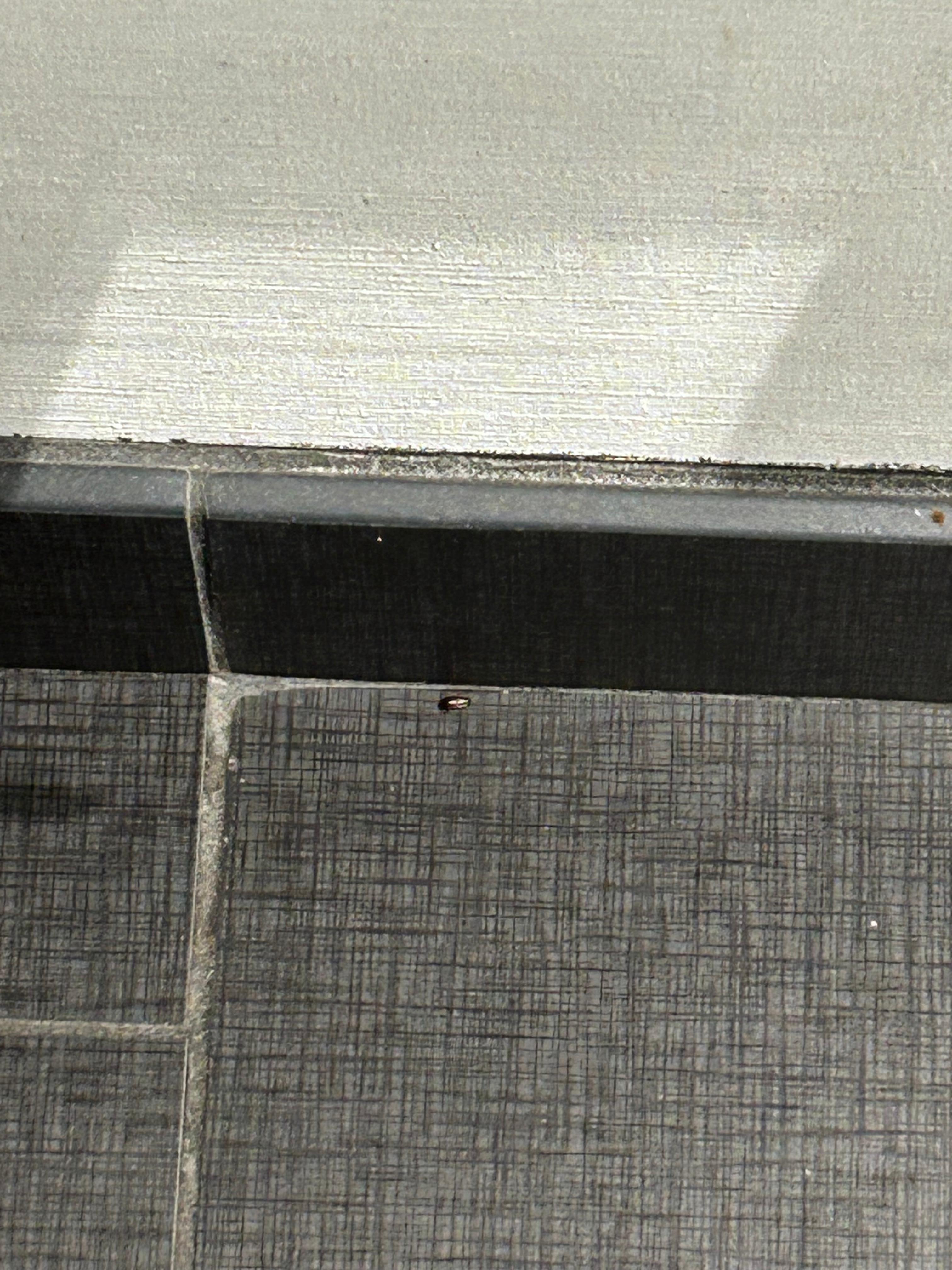 Bug second room
