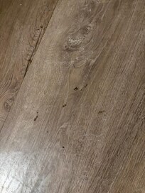 Roaches in the bathroom