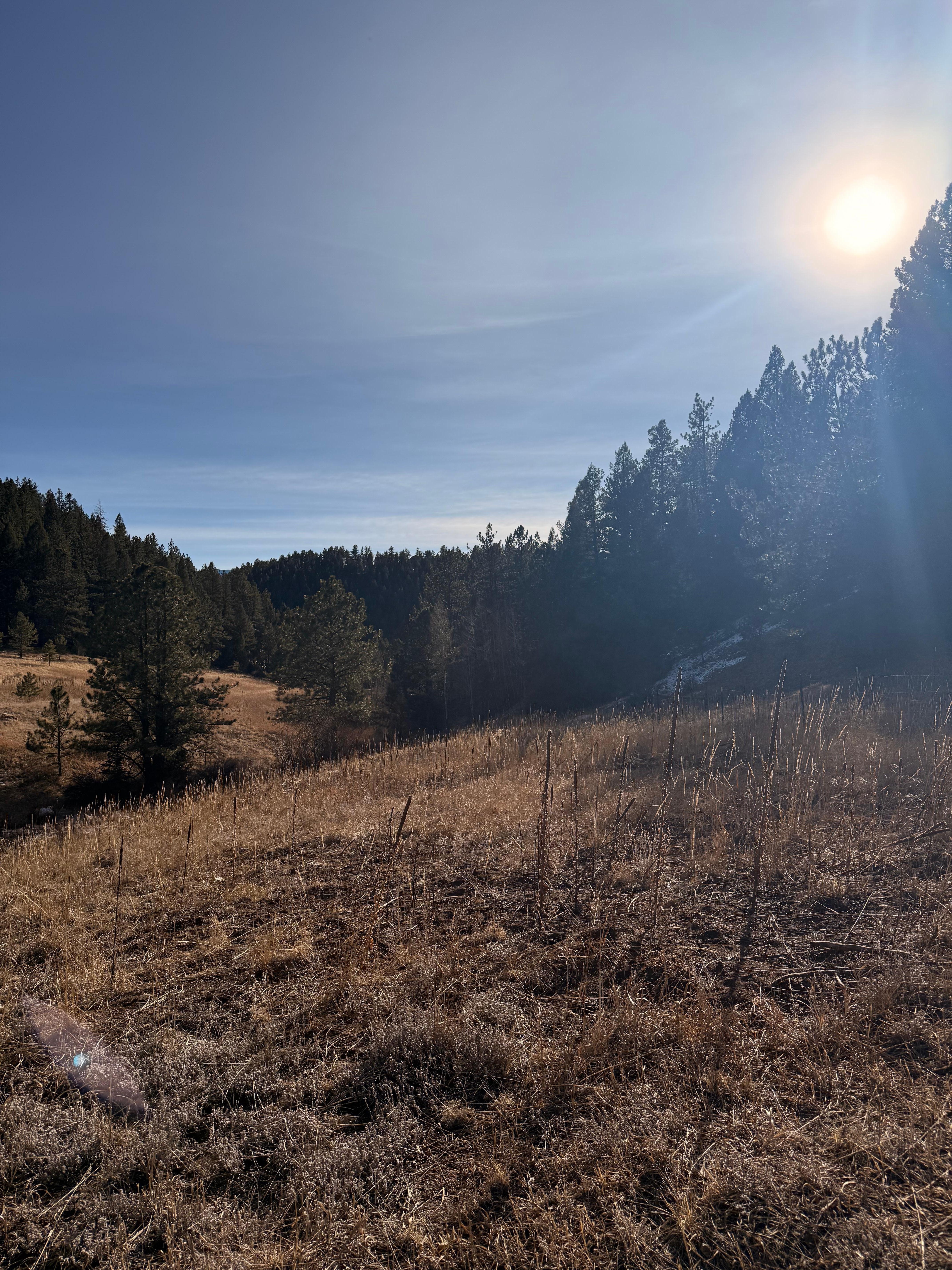 Backyard, Wisp Creek