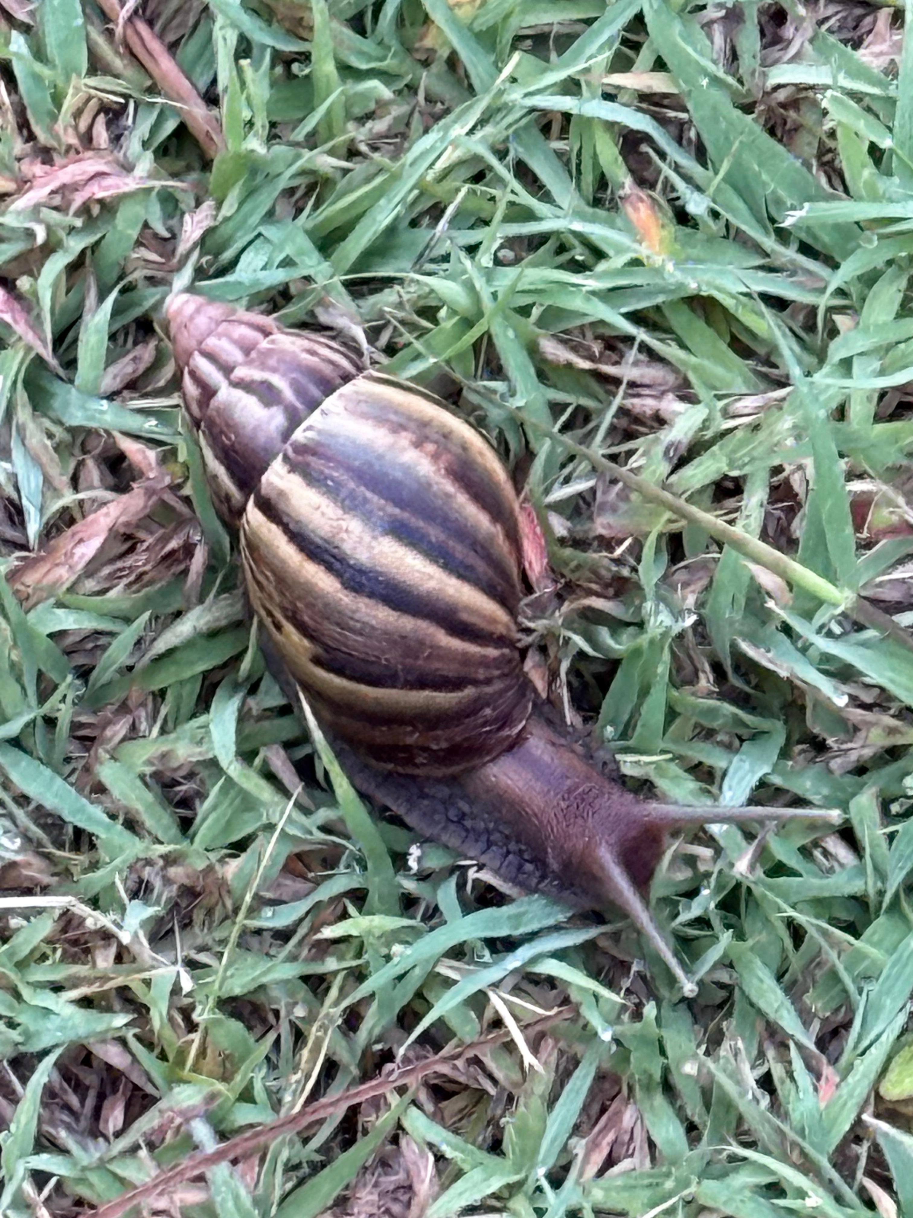 Big snails in yard were cool.