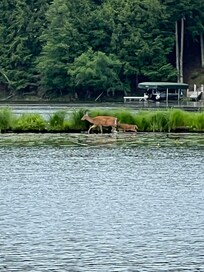 Deer from lake