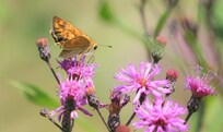 Field of wildflowers behind cottage covered with butterflies.