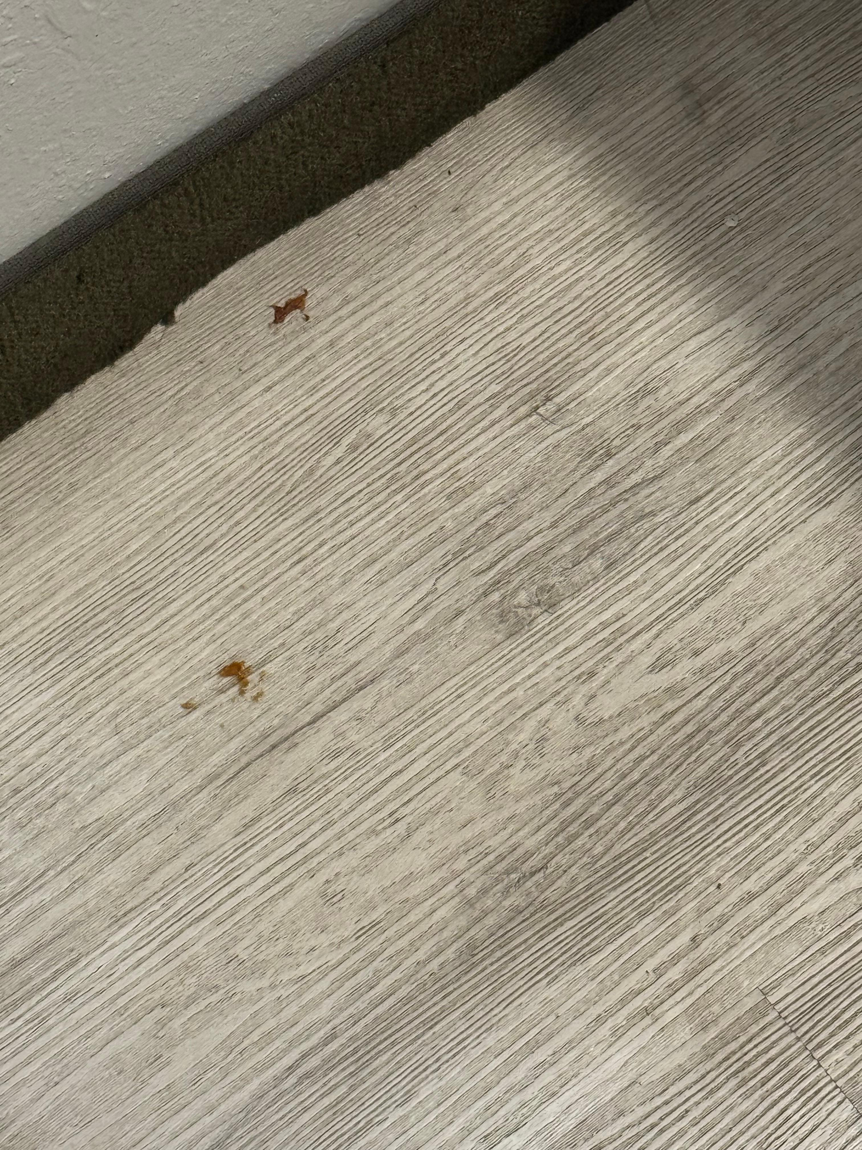 Floors need mopped after every visitor.