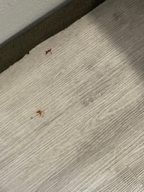 Floors need mopped after every visitor.