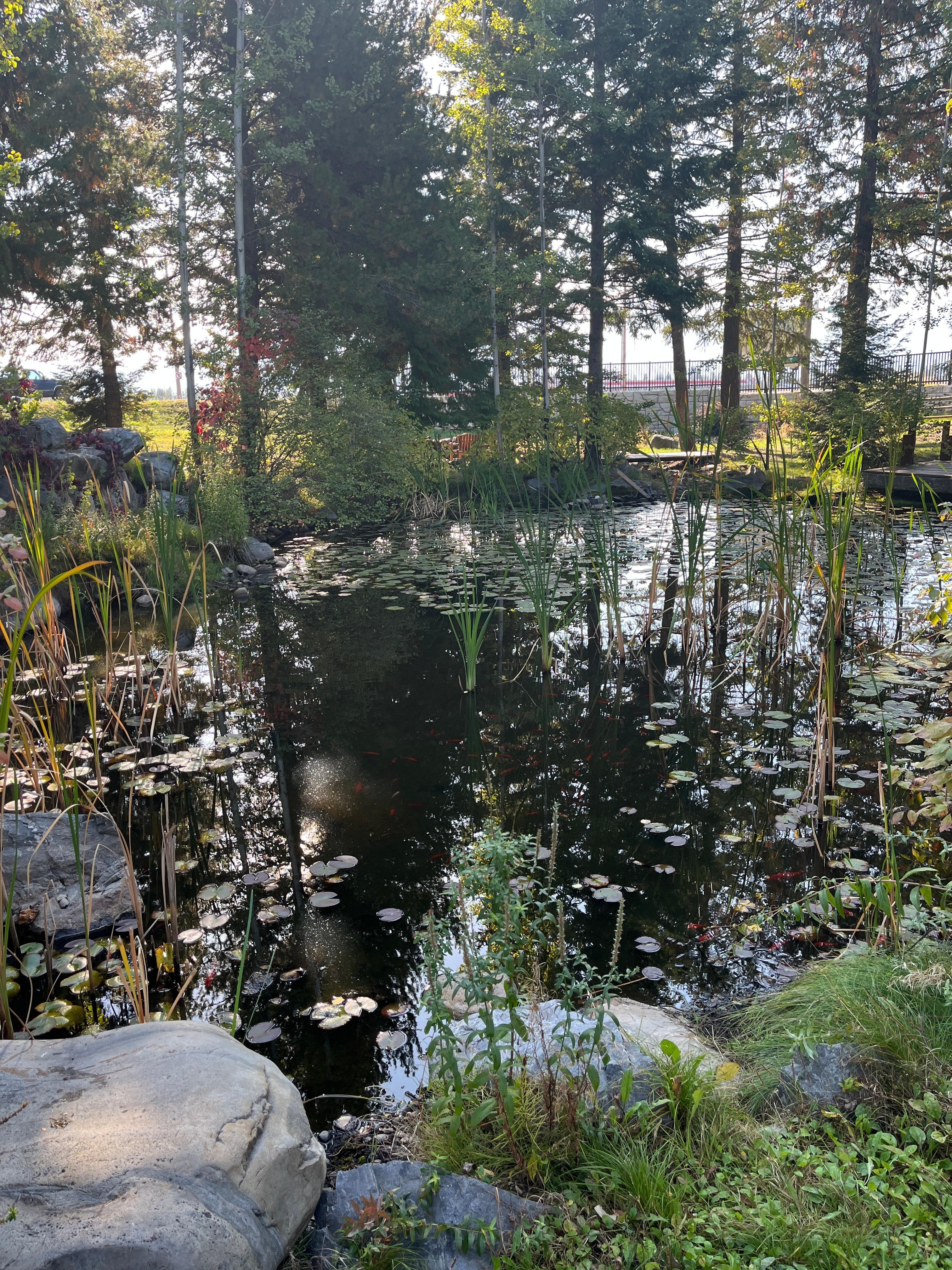 Koi pond with Benches
