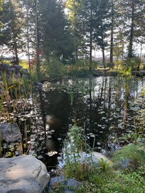 Koi pond with Benches