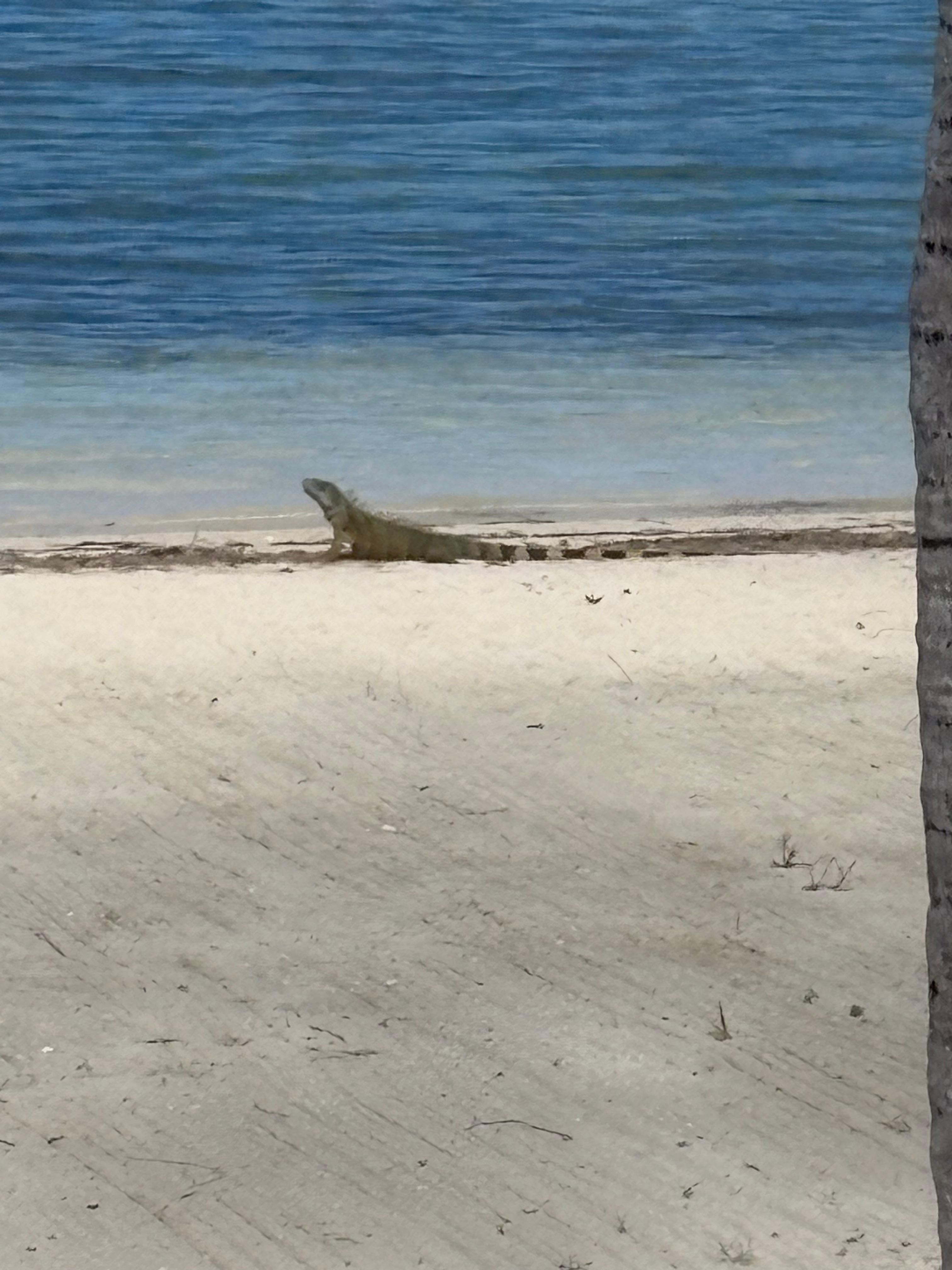 Yes, green iguana on our private beach!!