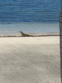 Yes, green iguana on our private beach!!