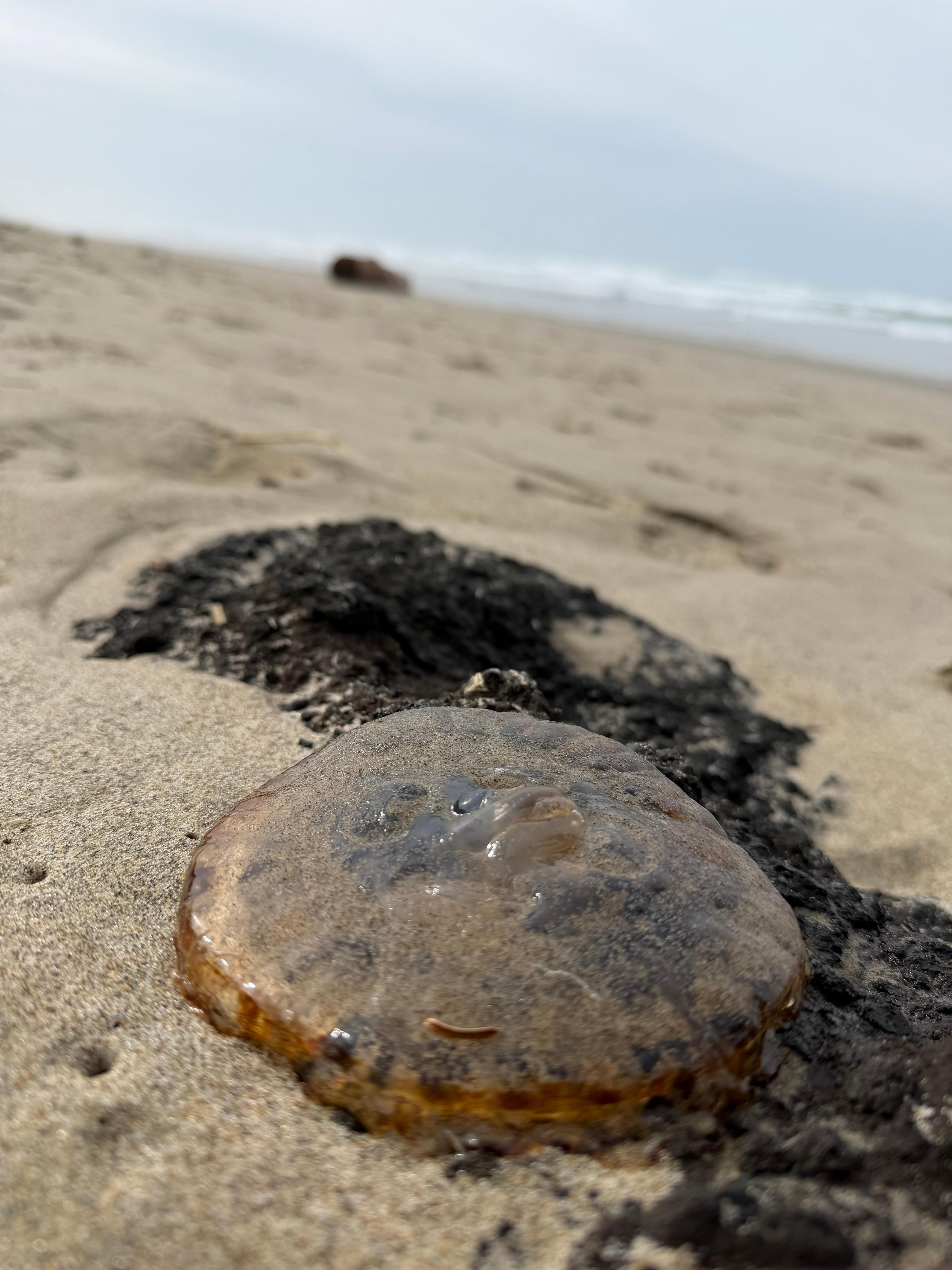 Lots o Jellies at the beach